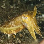 Ascarosepion latimanus